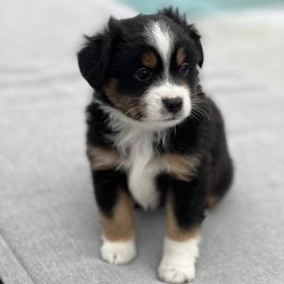 Toy Australian Shepherd Puppies from Toy Aussie Station