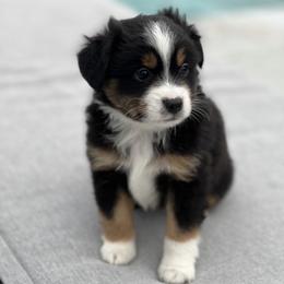 Toy Australian Shepherd Puppies from Toy Aussie Station
