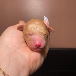 4 - Red male Bernedoodle puppy in Port Saint Lucie, Florida from Eastside Paws LLC