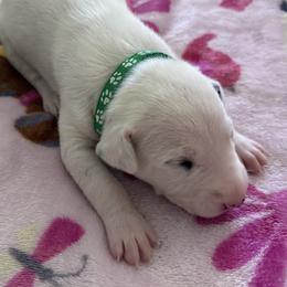 Ghost - White and liver brown male Dalmatian puppy in Hastings, Florida from Love My Spotty Dalmatians