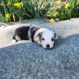 Thumper - Blue merle male Miniature Australian Shepherd puppy in Gainesboro, Tennessee from Family Tradition