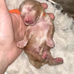 Happy - Cream male Dachshund puppy in Atwood, Oklahoma from Holder’s Doxie Farm