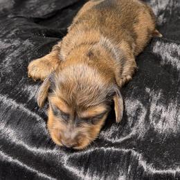 One - Red male Dachshund puppy in Salyersville, Kentucky from Lavendell Dachshunds