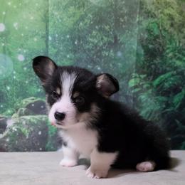 Male 4 - Black and tan male Pembroke Welsh Corgi puppy in Washington from Castle View Royal Rumps