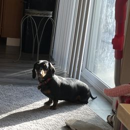 Lucy - Dachshund