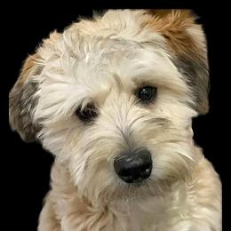 Enzo - Whoodle