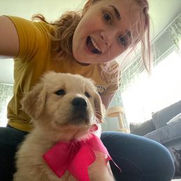 Golden Retriever Puppies from OPK GOLDENS