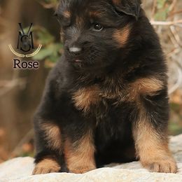 Rose - Black and red female German Shepherd puppy in Herriman, Utah from VMS Shepherds