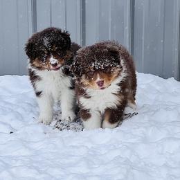 Australian Shepherd Puppies from SS Australian Shepherds