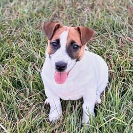 Fatso - Russell Terrier