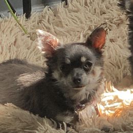 Foxy - Chihuahua