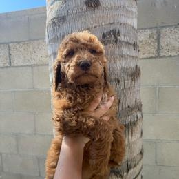 Purple - Red  female Goldendoodle puppy in Bakersfield, California from Lavish Doodles