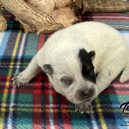 Queen Boy 4 - Blue speckled male Australian Cattle Dog puppy in Monroe, Louisiana from The Sweet Kennels