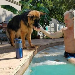 German Shepherd All Grown Up from Cheryl Fedak's German Shepherds
