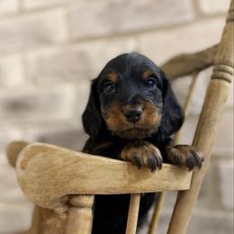 Zay - Black and tan male Dachshund puppy in Bowling Green, Kentucky from Dachshunds of the Valley