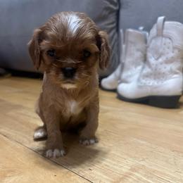 Phoebe - Ruby female Cavalier King Charles Spaniel puppy in Watkinsville, Georgia from Cavaliers of Windsor