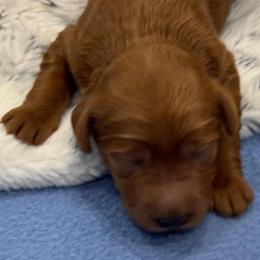 Ruby - Red  female Goldendoodle puppy in Maricopa, Arizona from AZ Designer Goldendoodles