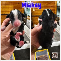 Mickey - male Golden Mountain Doodle puppy in Banner Elk, North Carolina from Walnut Tree Bernedoodles