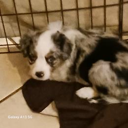 Purple - Blue merle female Miniature Australian Shepherd puppy in Middleburg, Florida from Dog Father Kennels