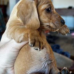 Blondie - Red male Dachshund puppy in Brave, Pennsylvania from Maple Moon Dachshunds