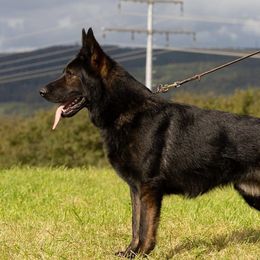 Will - German Shepherd