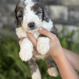 Charles - Merle male Double Doodle puppy in Millersburg, Ohio from T Sanctum