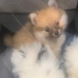 Boy 1 - Orange sable male Pomeranian puppy in Gotha, Florida from Jazzi’s Poms