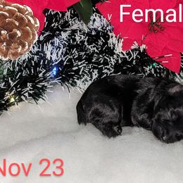 Miniature Schnauzer Puppies from Pawesome Pups