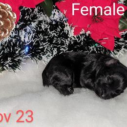 Miniature Schnauzer Puppies from Pawesome Pups
