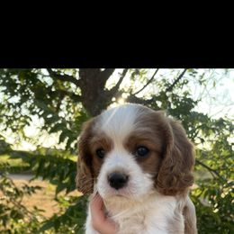 Cavalier King Charles Spaniel All Grown Up from Narrows Creek Cavaliers