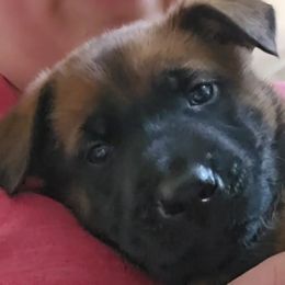 Belgian Malinois Puppies from Love Belgian Malinois