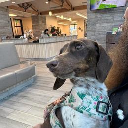 Sundae - Piebald female Dachshund puppy in Rialto, California from DashiesDachLLC