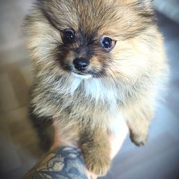 Pomeranian Puppies from Pop Off Pomeranians