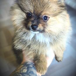 Pomeranian Puppies from Pop Off Pomeranians