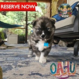 Ohau - Agouti and white male Siberian Husky puppy in Sherwood, Oregon from Whiskey River Siberians