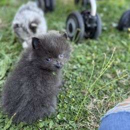 Blue - Blue male Pomeranian puppy in El Sobrante, California from Little Lovers Kennels, LLC