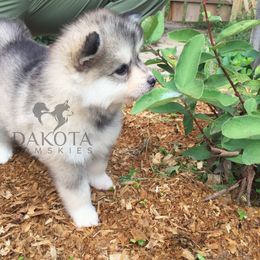 Pomsky Puppies from Dakota Pomskies