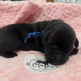 Blue Collar Black Male - Black male Labrador Retriever puppy in Gainesville, Georgia from Rucker Retrievers
