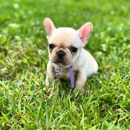 Purple spot - Cream female French Bulldog puppy in Nevis, Minnesota from Faithful Acres French Bulldogs