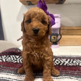 Monica - Red  female Goldendoodle puppy in Sacramento, California from Creamy Retrievers