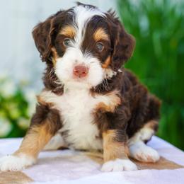 Fergus (chocolate tricolor) - Tri-color male Bernedoodle puppy in Dundee, Ohio from Down Home Doodle