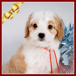 Charlie - Red male Bernedoodle puppy in Connersville, Indiana from Deaz Doodle Ranch