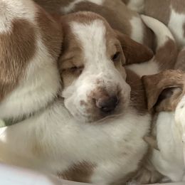 Basset Hounds from Mariah Ochoa