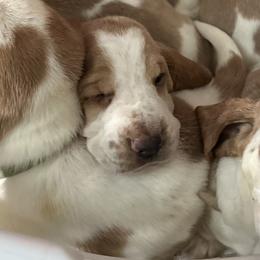 Basset Hounds from Mariah Ochoa