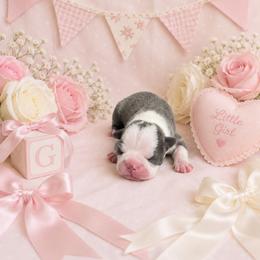Blue girl 2 - Blue female Boston Terrier puppy in San Antonio, Texas from JT Bostons