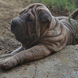 Wrinkles - Blue sable female Chinese Shar-Pei puppy in Bakersfield, California from Cashmerewrinkles