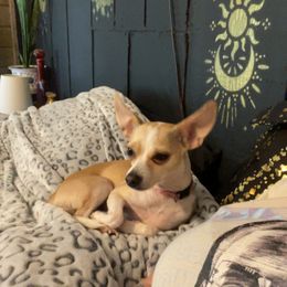 Chihuahua puppies from Karolina Kennels