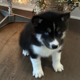 Celine - Black and white female Siberian Husky puppy in Summerville, South Carolina from Carolina Husky Lodge