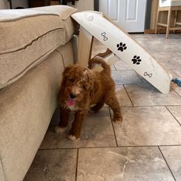 Espresso - Red  male Goldendoodle puppy in Sugarcreek, Ohio from True Hearted Doodles