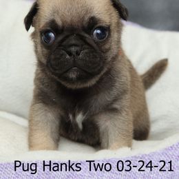 Pug Puppies from Bradley's Pugs